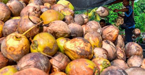 FAMA ups coconut supply by 40% to meet Aidilfitri demand