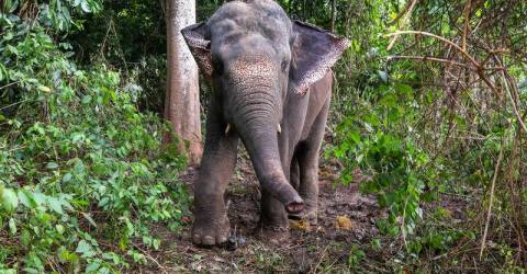 Peranan Perhilitan Perak tangani konflik gajah-manusia