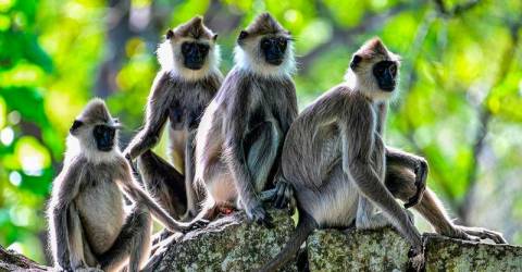 Sri Lanka counts nuisance wildlife in bid to protect crops